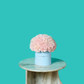 Pink Carnation