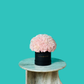 Pink Carnation
