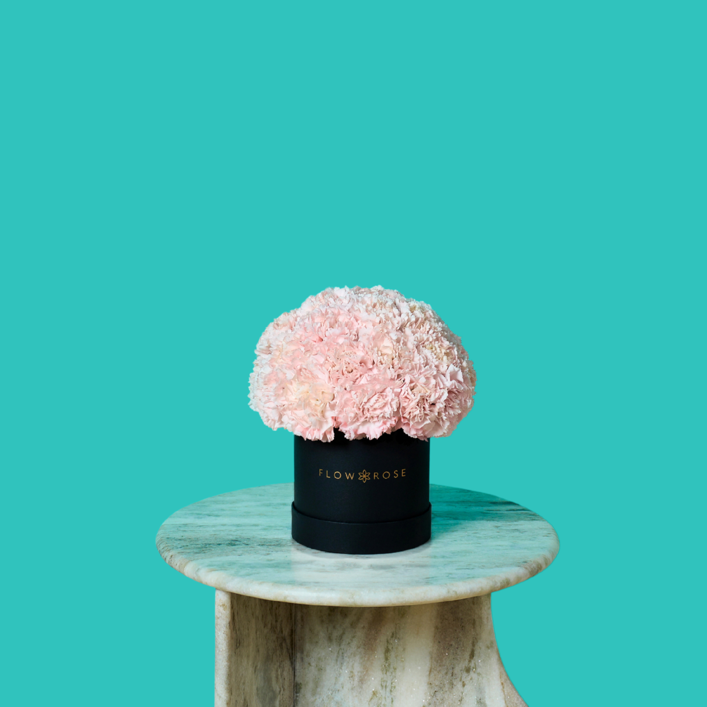 Pink Carnation