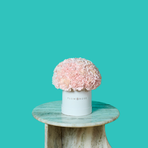 Pink Carnation