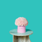 Pink Carnation